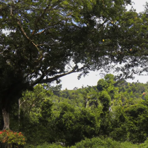 Vista aerea di una foresta pluviale con alberi verdi rigogliosi e un fiume che scorre tra di essi.